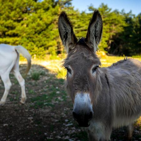 A Ventoux Yourte Monieux Esterno foto