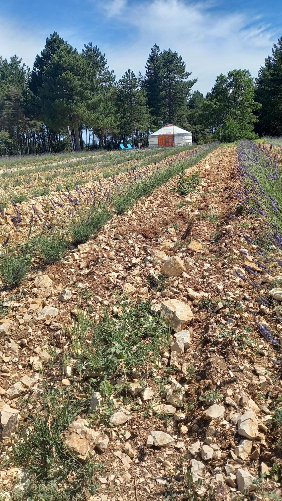 A Ventoux Yourte Monieux Esterno foto